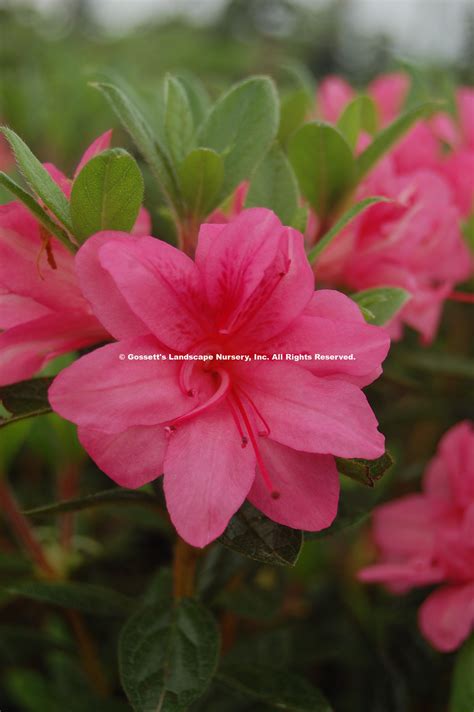 Azalea Bloom A Thon Double Pink Pp21477 Gossetts Landscape Nursery