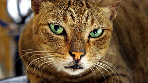 Beautiful Cat With Green Eyes Youtube