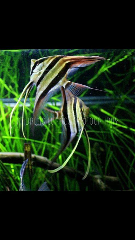 Wild Pterophyllum Altum Rio Orinoco Aquarium Fish Angel Fish Fish Tank