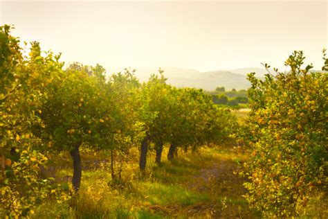 Lemon Orchard Stock Photo Download Image Now Istock