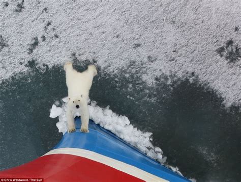 Push Off Curious Polar Bear Cub Comes Face To Face With Giant Tourist