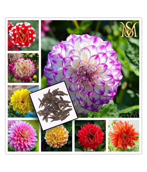 Buy MS Dalhia Seed Dahlia Hybrids Mixed Color Dahlia Flower Seeds