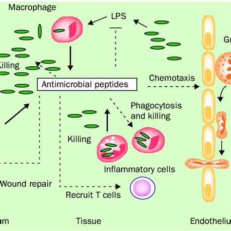 Schematic Representation Of The Role Of Antimicrobial Peptides In The