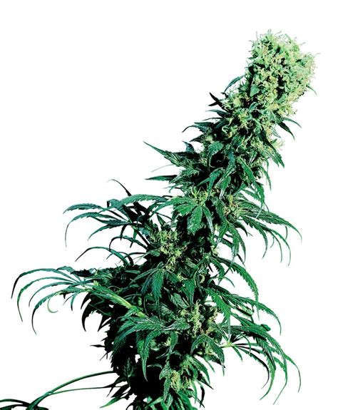 Early Pearl Strain Info Early Pearl Weed By Sensi Seeds Growdiaries