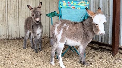 Baby Donkeys Meet For The First Time Youtube