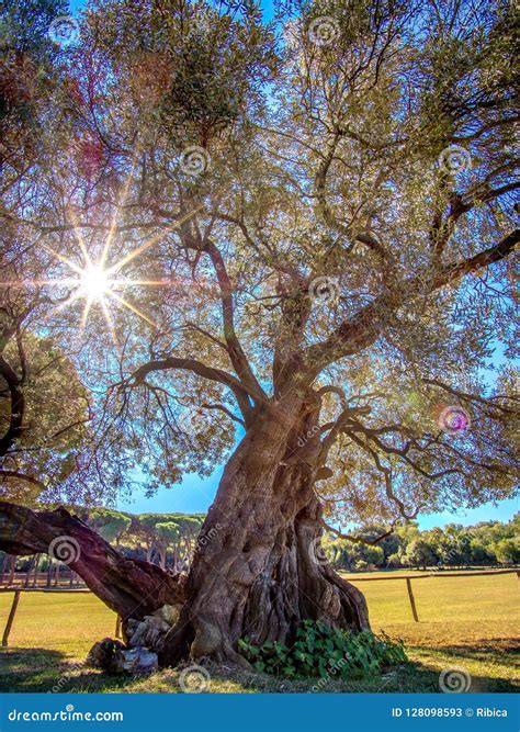 1600 Year Old Olive Tree On The Beautiful Brijuni Stock Image Image