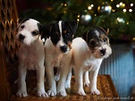Typvolle Parson Russell Terrier Welpen zu verkaufen! | Bilder & Infos: hier