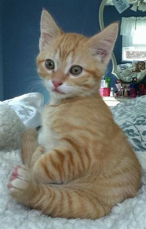 765 Best Images About Only Orange Tabbies On Pinterest