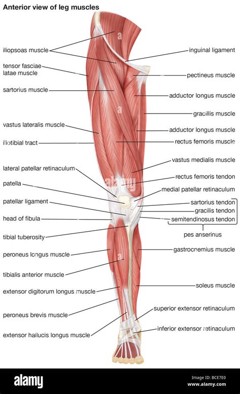 Decir a un lado niebla tóxica equivocado anatomia musculos pierna