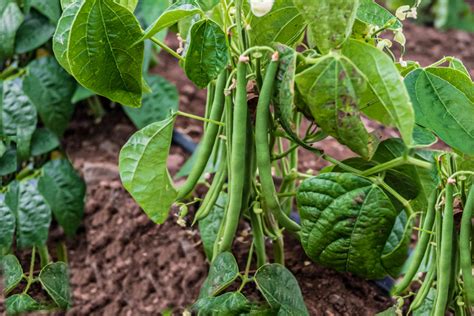 16 Vegetables You Can Grow In Partial Shade