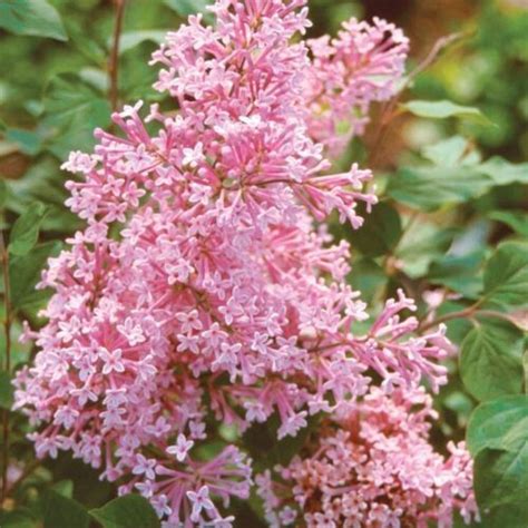 Coral Lilac Seeds Tree Fragrant Flowers Perennial Seed Flower 25 Seeds