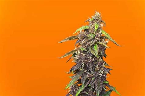 Orange Crush Strain Weed Review Cannabis Reports