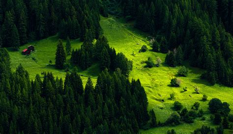 Green Pine Trees Nature Landscape Trees Pine Trees Hd Wallpaper