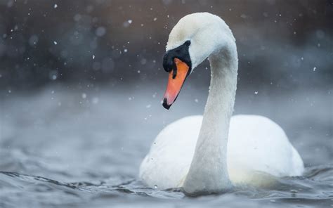 Download Wallpapers White Swan Lake Beautiful White Bird Swans Rain