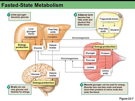 Metabolism Hvmn Biohacker Guide