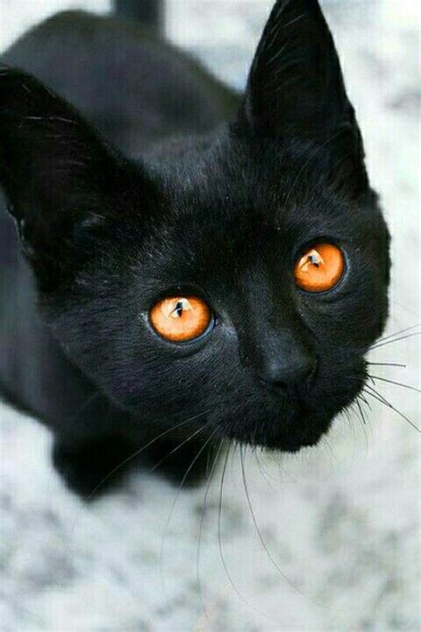 Black Cat With Orange Eyes Wow Beautifulcat Blackcat Blackkitten