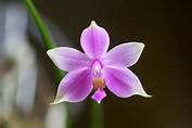 蘭花的故事: Phalaenopsis mentawaiensis 明達威蝴蝶蘭