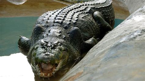 lolong world s largest captive crocodile dies in philippines cnn