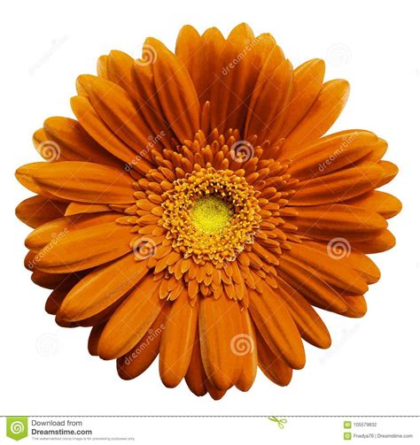 Orange Gerbera Flower White Isolated Background With Clipping Path