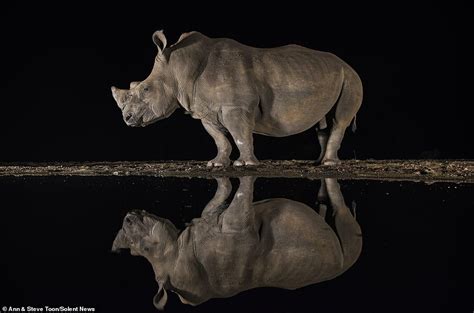 Thirsty Animals Are Perfectly Reflected In A Watering Hole In South