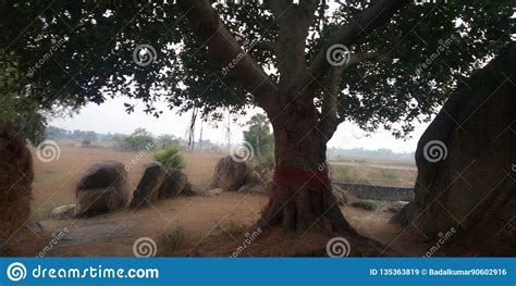 Bargad Ka Tree Stock Image Image Of Tree Bargad Upload