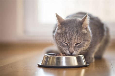 When a dog vomits, the process of bringing up the food tends to be more submissive. Why Does My Cat Eat and Throw Up?