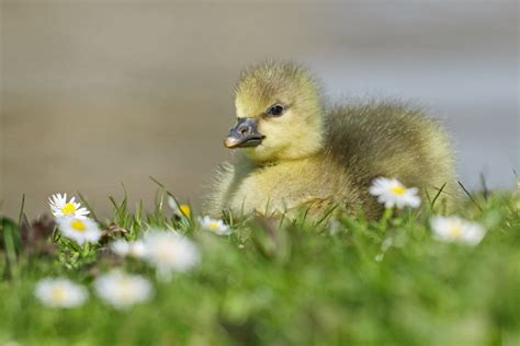 Day Old Greylag Goslings At Falmer Everything Is Permuted Stay Home