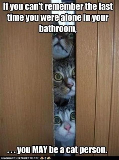 Crazy Cat Lady Funny Pictures Dump A Day