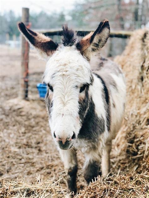 A Beginners Guide To Caring For Donkeys All You Need To Know Azure