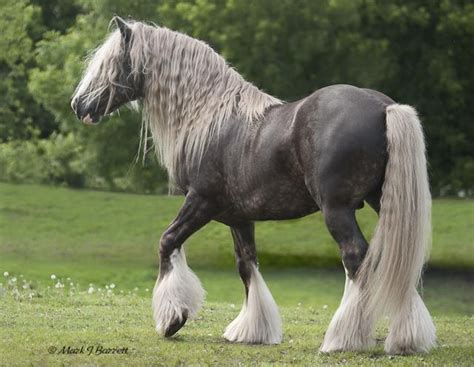 Gypsy mvp offers only the finest quality of this gypsy horse breed for sale. SIr Royal EXCALIBUR Chocolate Palomino Gypsy Vanner | Gypsy vanner horse, Most beautiful horses ...