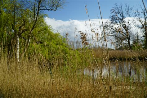 Free Images Landscape Tree Water Nature Forest Marsh Swamp