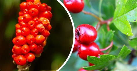 How Can You Tell If Berries Are Poisonous