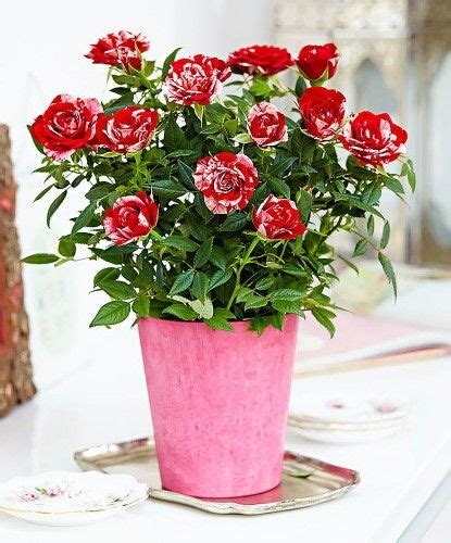 Image Result For Miniature Roses In Pots Indoor Roses Rose Bush