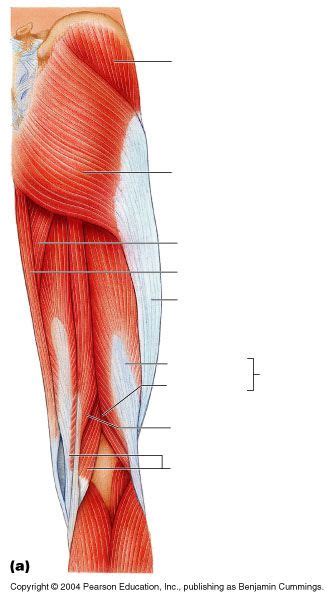 Like the biceps brachii in the arm, the biceps femoris muscle has two heads. unlabeled upper leg muscles (posterior) | Leg muscles diagram, Leg muscles