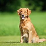 How to Teach a Golden Retriever to Sit in 8 Steps - Alpha Trained Dog