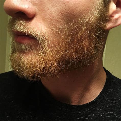 New To Rbeards Heres About 2 Months In Beards