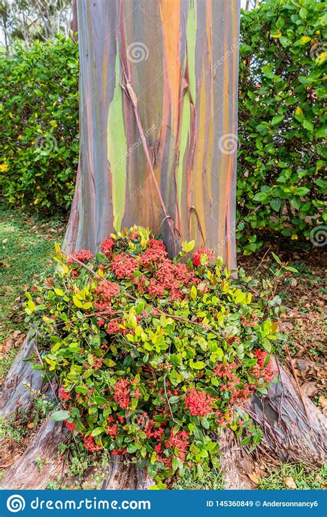 Red Flowers At The Base Of Rainbow Eucalyptus Tree On Oahu