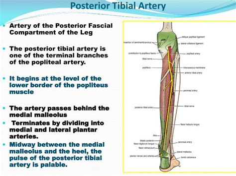 Posterior Tibial Artery Location