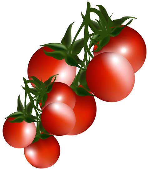 Tomatoes Clipart Printable Tomatoes Printable Transparent Free For