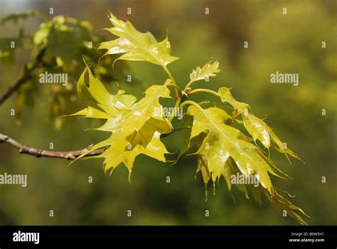 Young Green Maple Tree Leaves Background Stock Photo Alamy