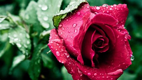 Flower Nature Wallpaper With Red Rose And Water Drops Hd Wallpapers