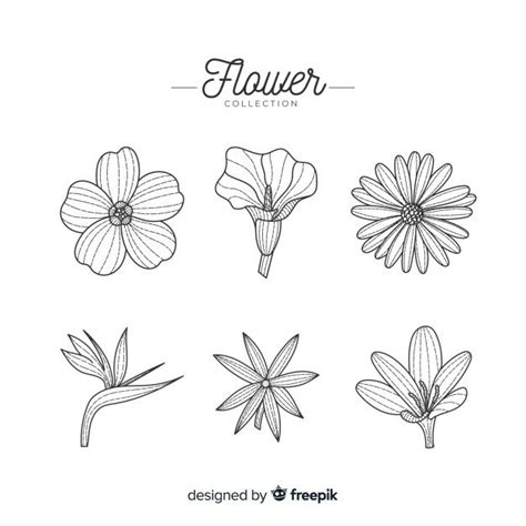 Mão desenhada coleção de flores Vetor Grátis Coisas para desenhar Ilustrações florais