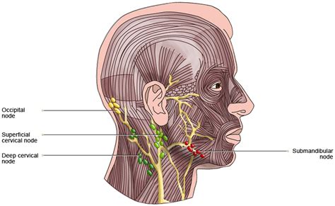 Vtct Lymph Nodes In The Head And Neck