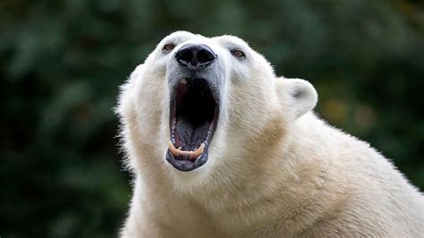 polar bear angry