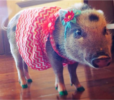 Penelope Popcorn Instagram Photos Of A Cute Dressed Up Pig Weird