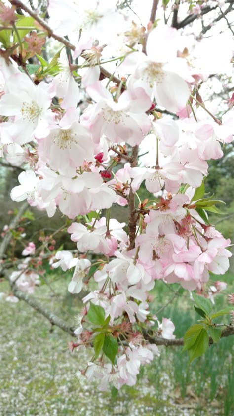 Very Beautiful Cherry Blossoms Rgardening