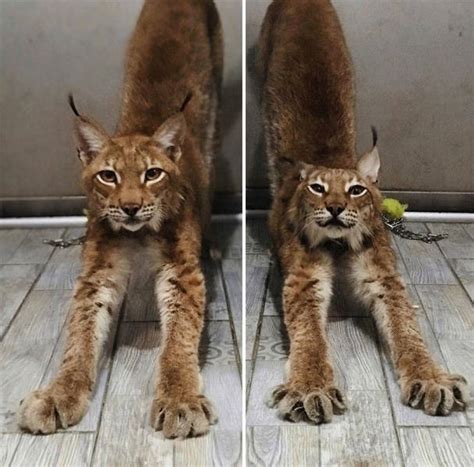 A lynx, one of europe's rarest mammals, has been found shot dead in eastern france in a another piece of the puzzle about the longevity of the corpus luteum in lynxes has been uncovered. Russian Woman Lives With Two Adopted Lynxes, Eight Dogs ...