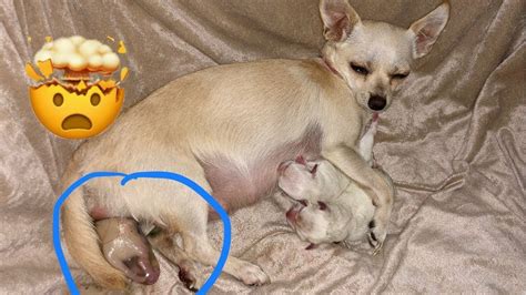 Puppys Being Born Cutest Thing You Will Ever See Youtube