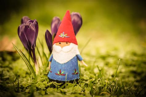 Gnome In Spring Photograph By Kerry Mcquaid