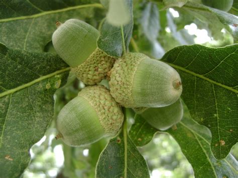 Quercus Alba ︎ White Oak Unl Gardens Nebraska